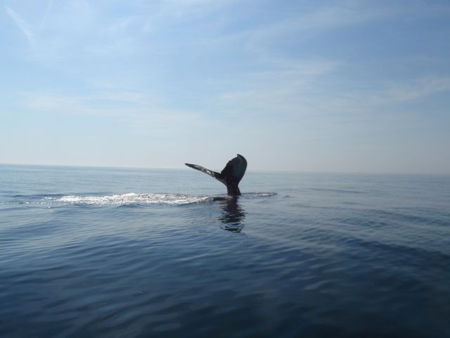 Ocean Explorations-Tiverton必去景点