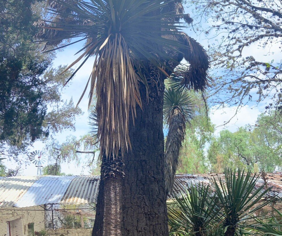 Vivero Quinta Fernando Schmoll景点图片