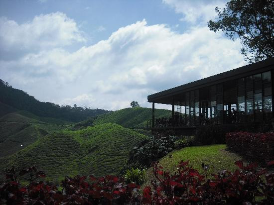 Boh's Tea Centre-金马仑高原必去景点