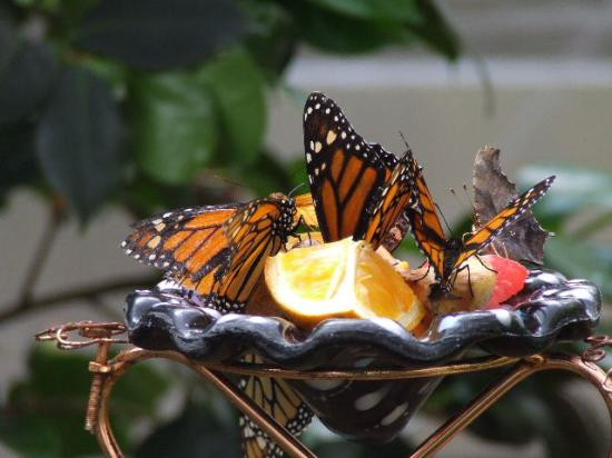 Bronx Zoo-布朗克斯必去景点