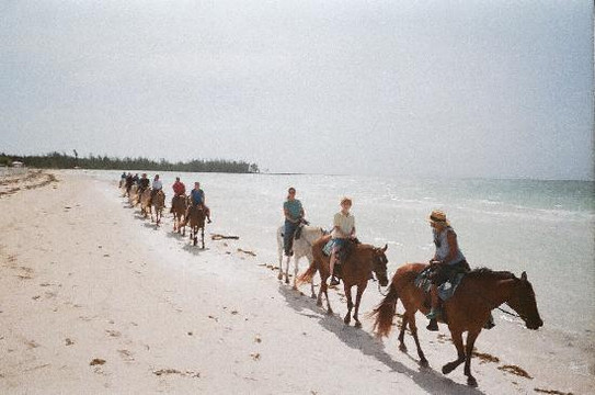 Pinetree Stables-弗里波特必去景点