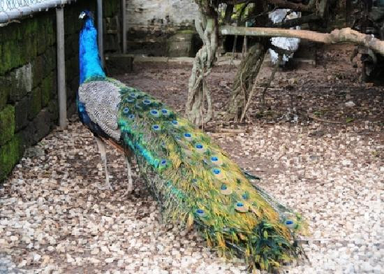 Bermuda Botanical Gardens-佩吉特教区必去景点
