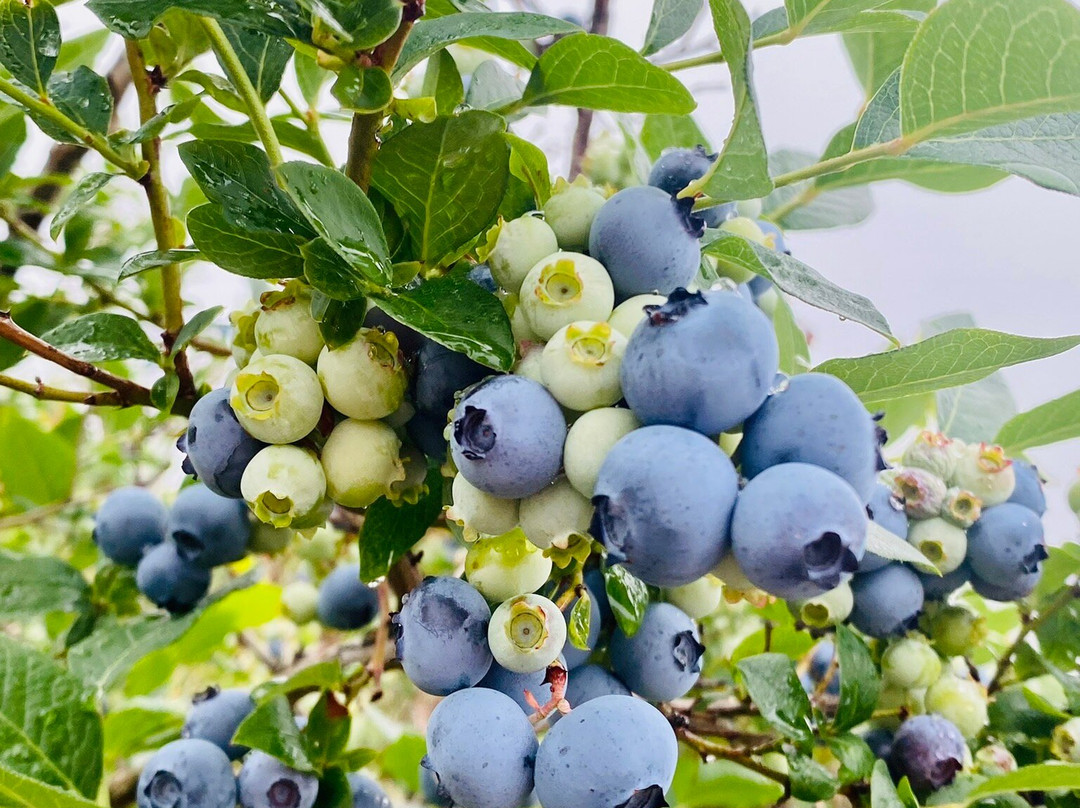 S. Kamphuis Blueberries景点图片