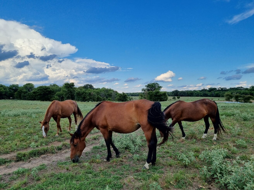 Mowdy Ranch-Coalgate必去景点