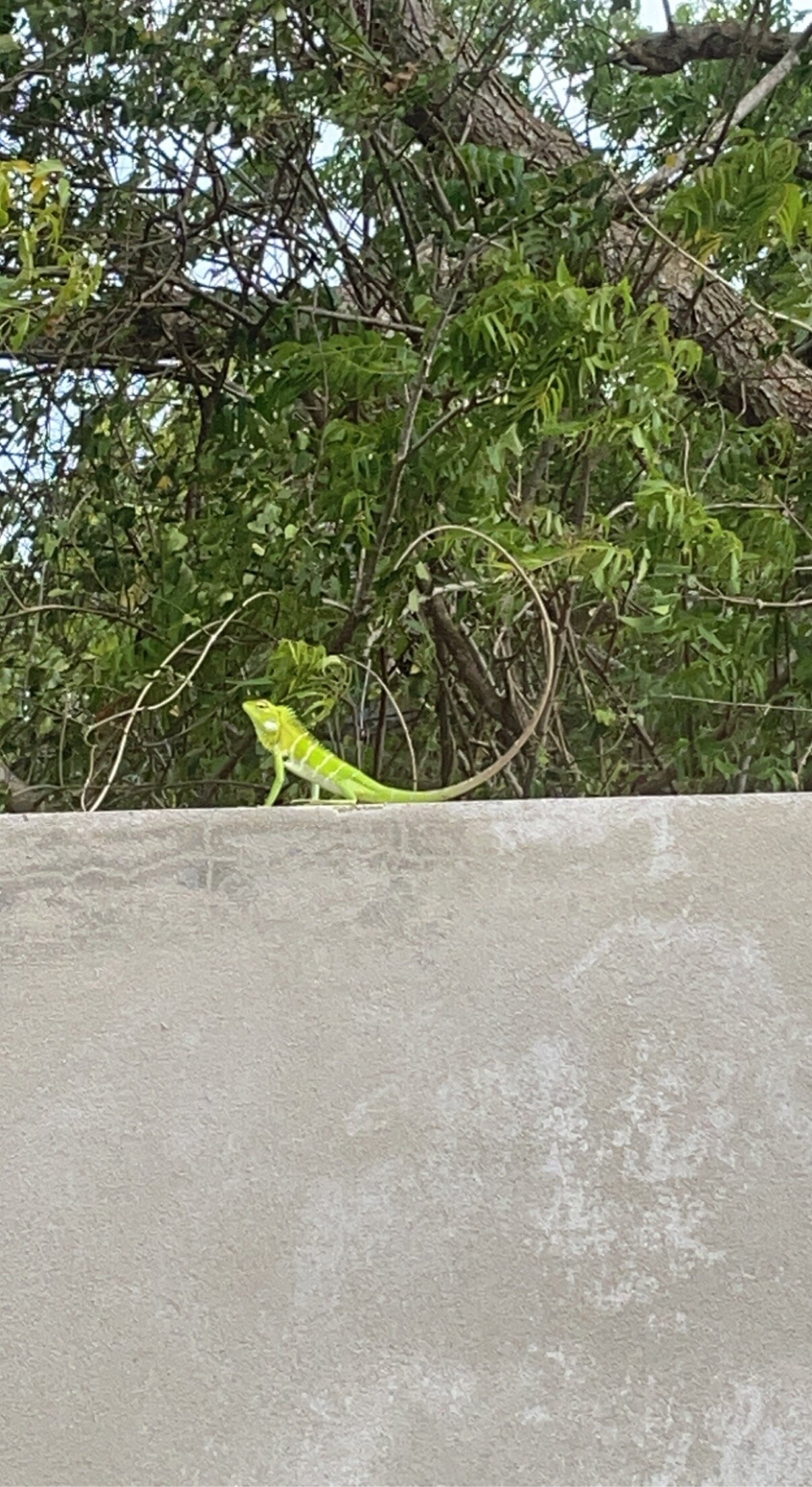 Kirinda Heaven - Yala-官方