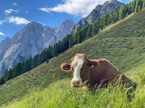 Malga Moraretto-Forni Avoltri必去景点