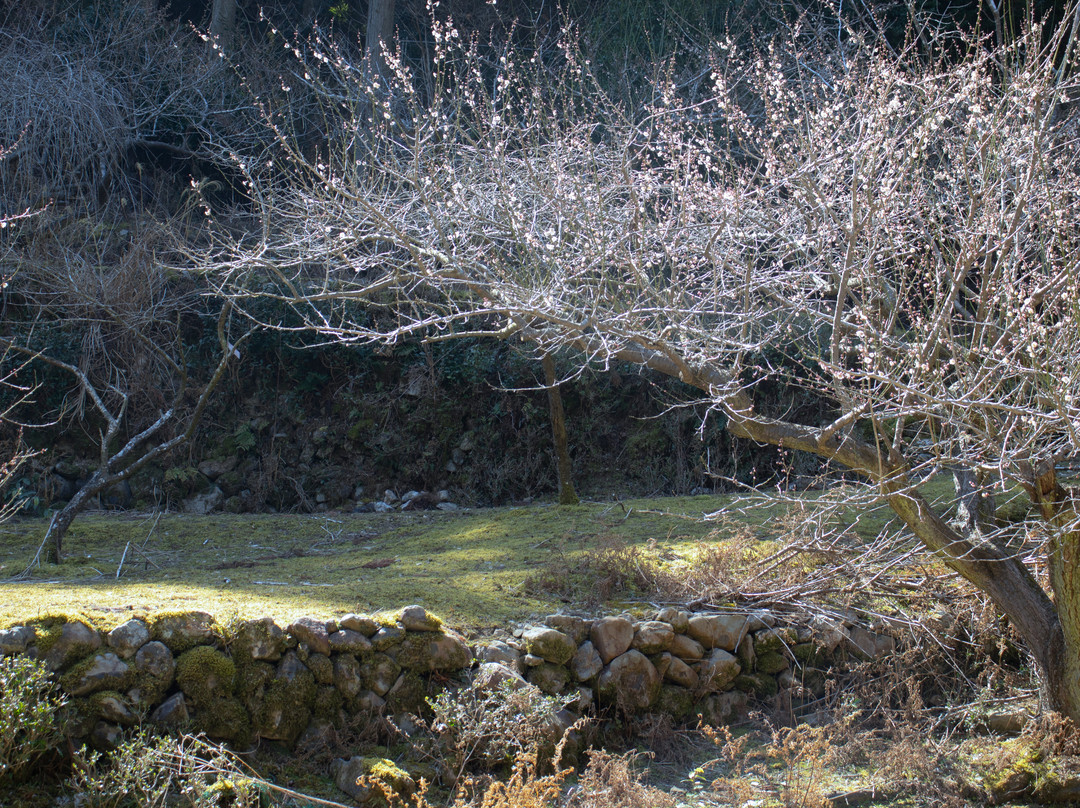 Akadani Plum Grove-阿南市必去景点
