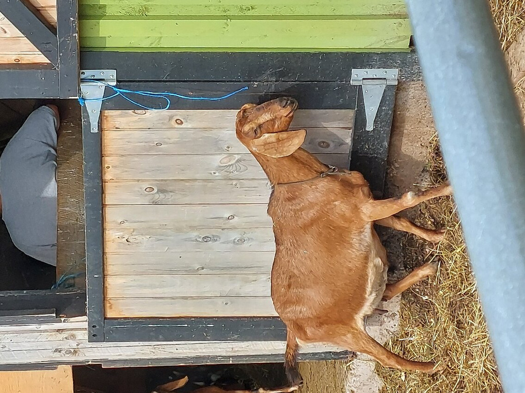 Groovy Goat Farm & Soap Company-Ingonish必去景点