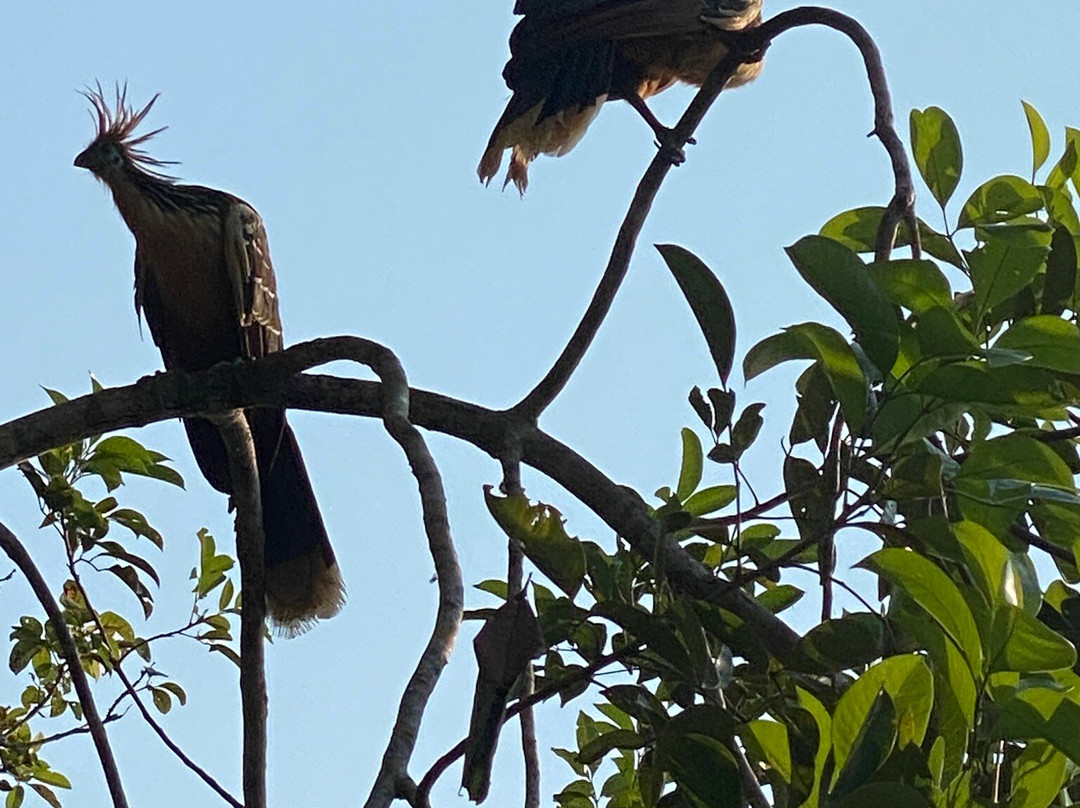 Tambopata National Reserve景点图片