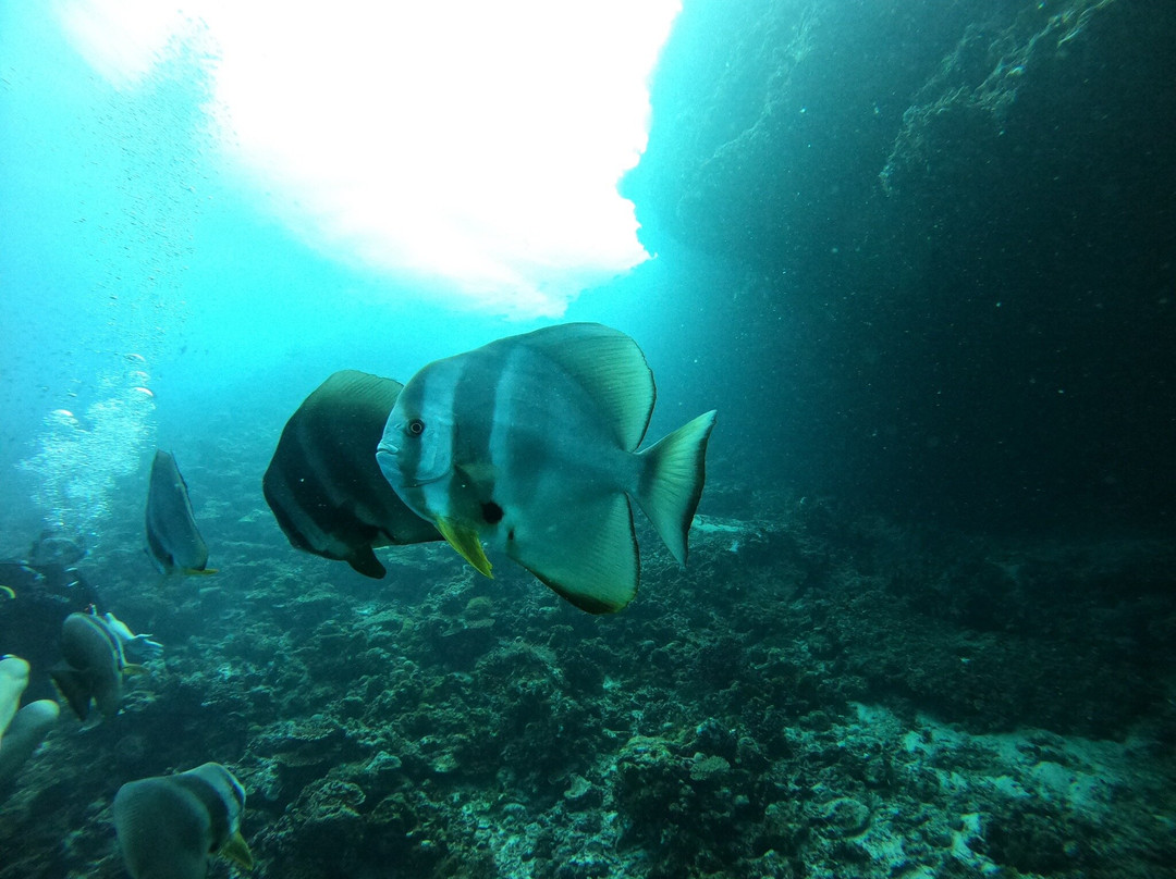 Dive Butler Finolhu-Kanufushi必去景点