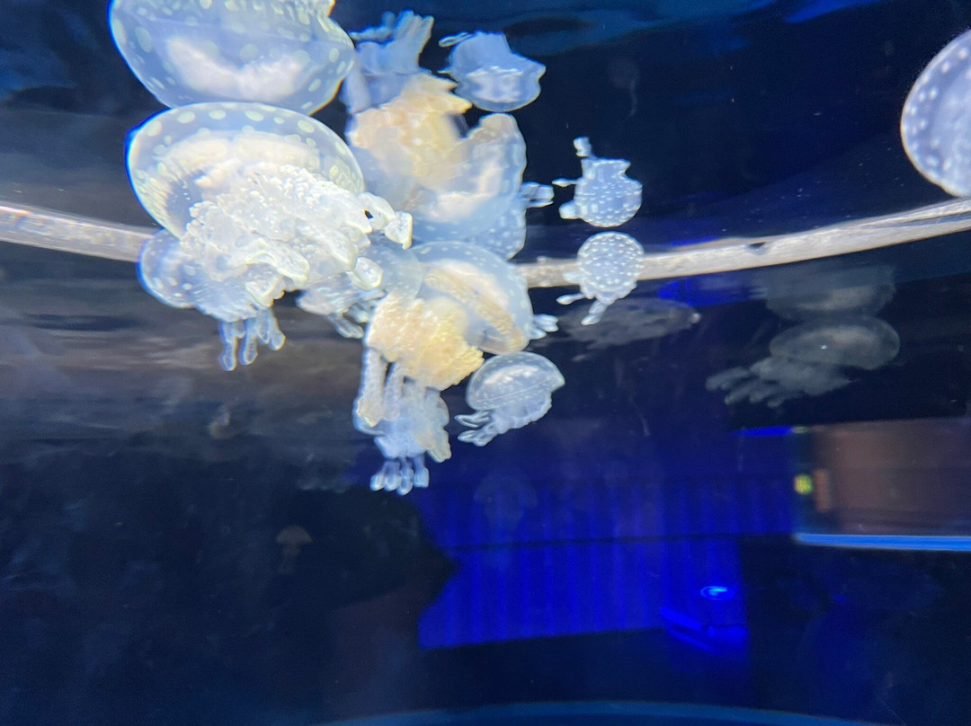 Kujukushima Aquarium Umikirara景点图片