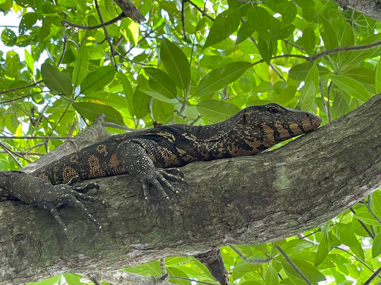 Boat Safari At Koggala Lake No 07-克拉必去景点