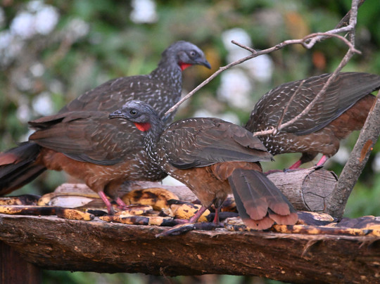 El Dorado Nature Reserve主图