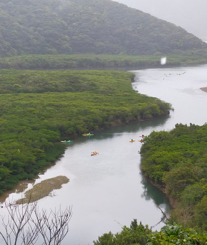 Kuroshio no Mori Mangrove Park-奄美市必去景点