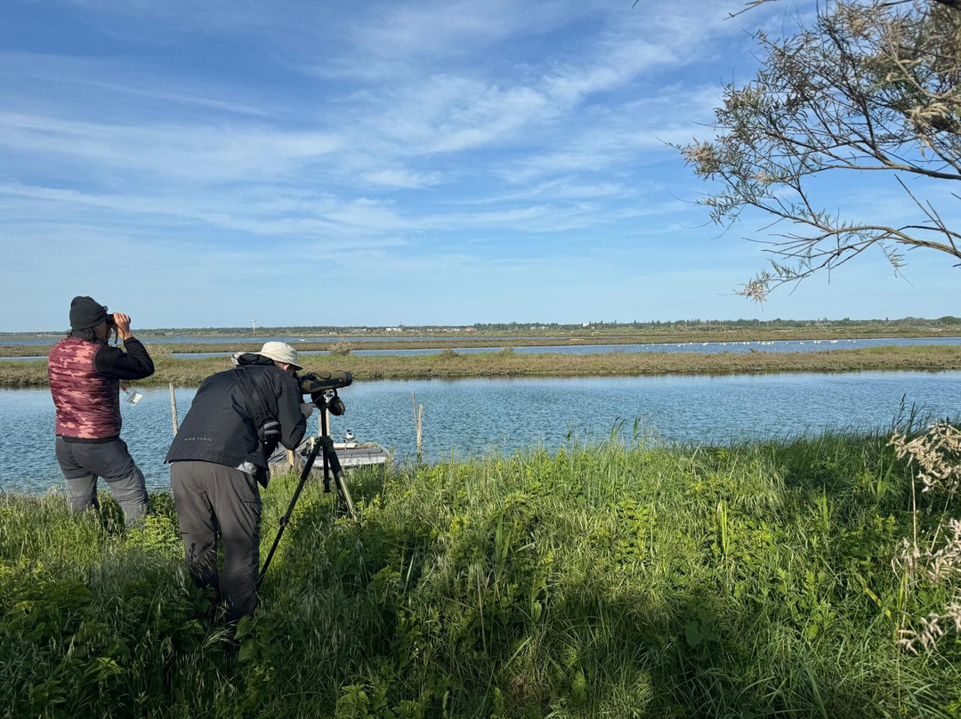 Birdwatching Marina Romea景点图片