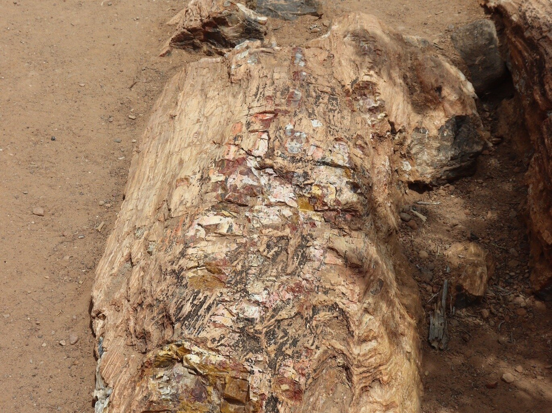 Escalante Petrified Forest State Park景点图片