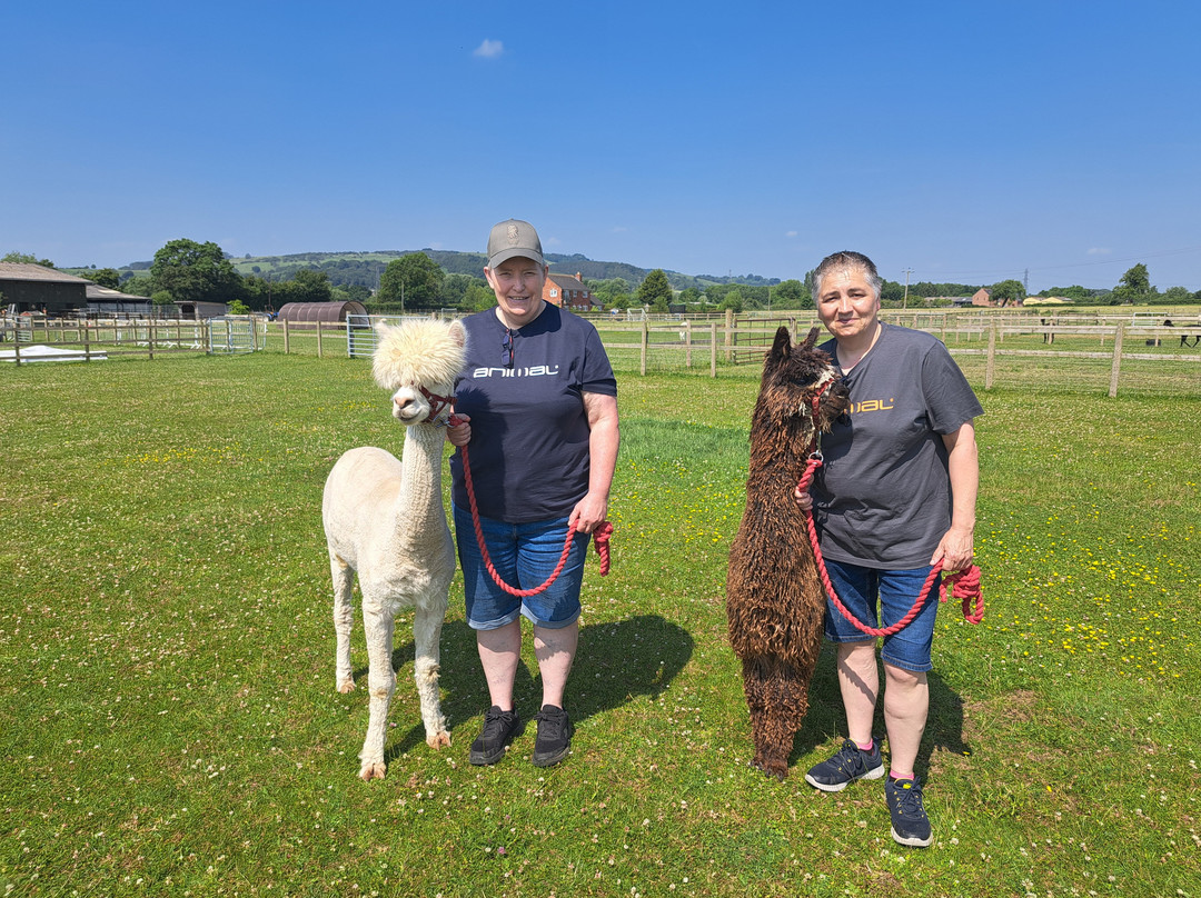 Cotswold Vale Alpacas景点图片