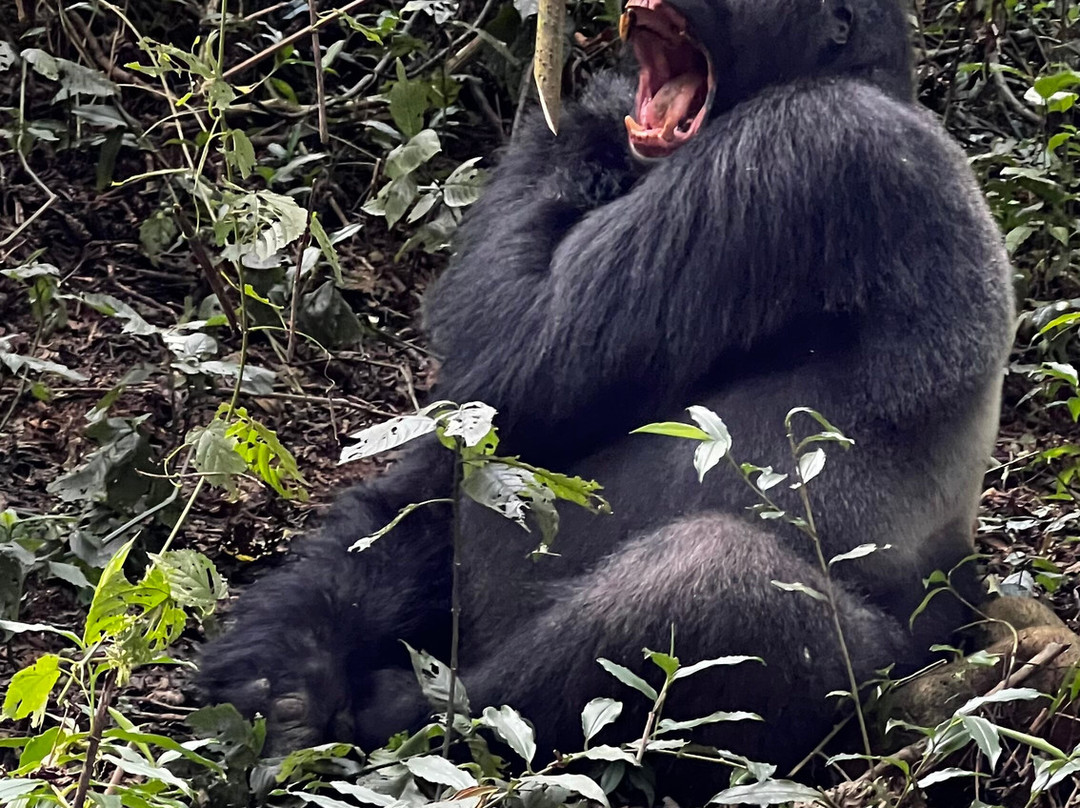 Kivu Travel景点图片