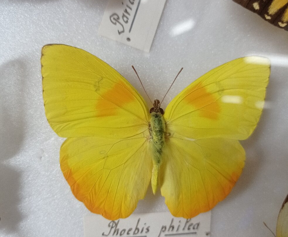 Exposition Papillons et Insectes du Monde景点图片