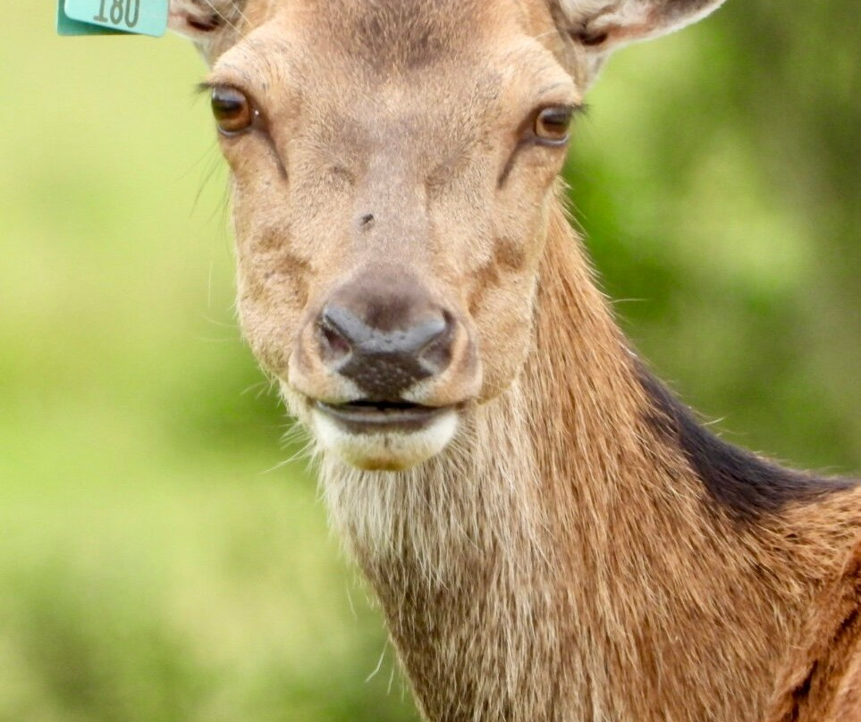 Great Wedlock Farm & Deer Park景点图片