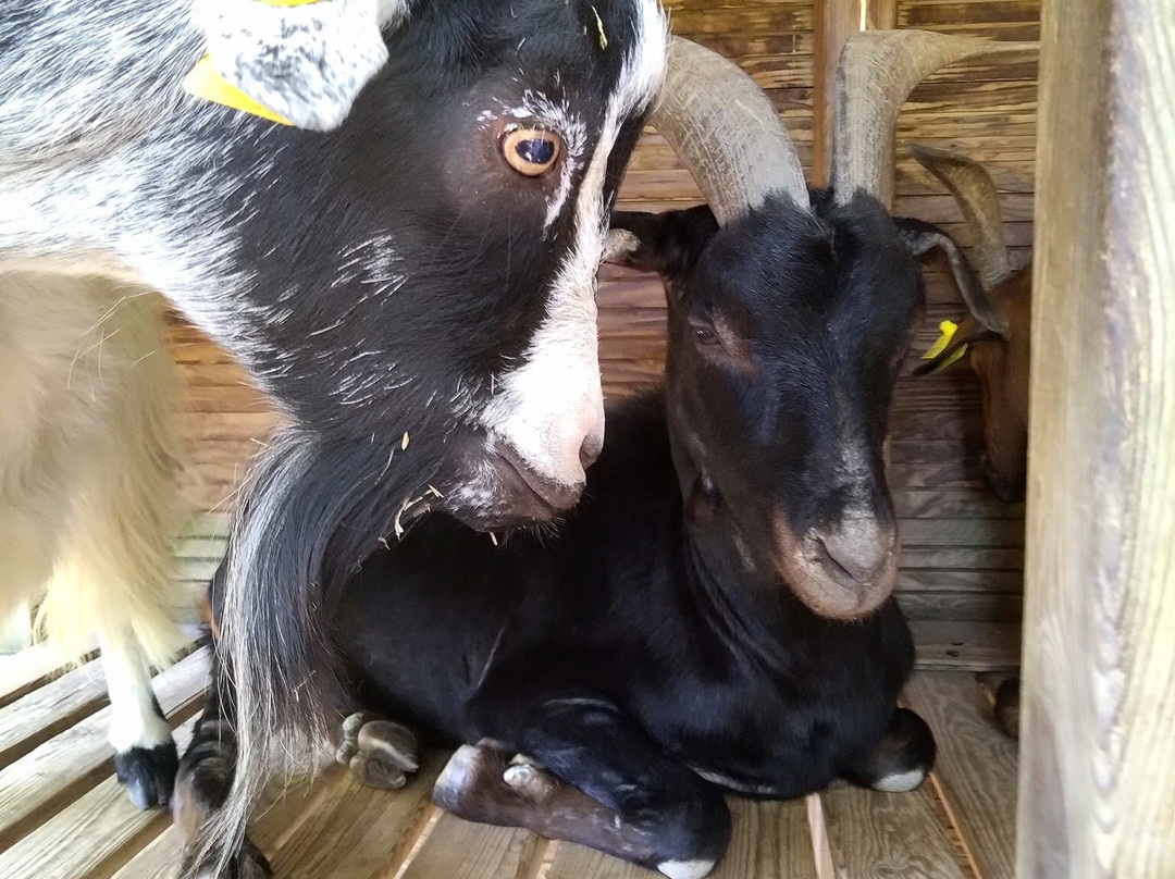 Le Parc Du Thot-Thonac必去景点