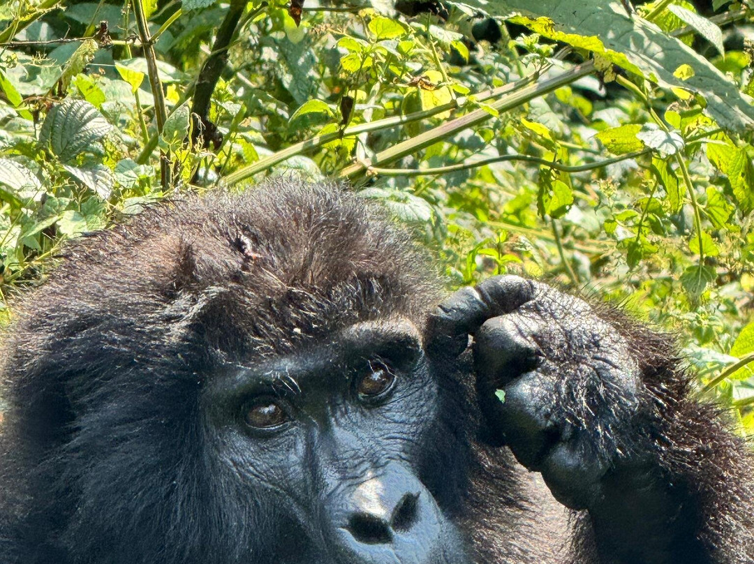 Cream Tours & Safaris-Mbarara必去景点