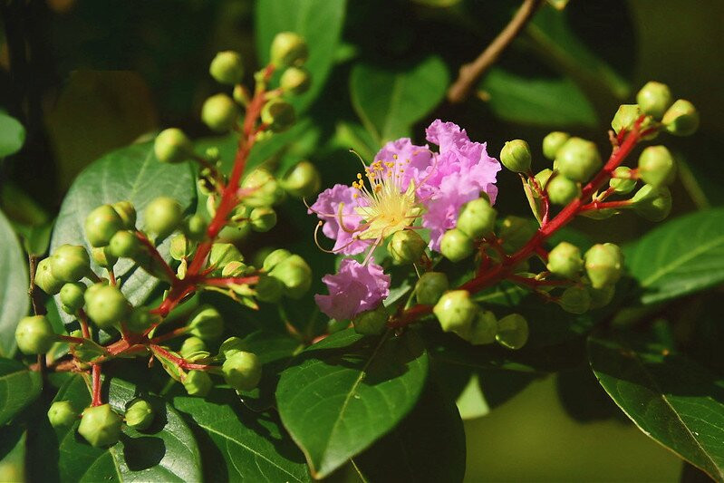 The Garden Inn主图