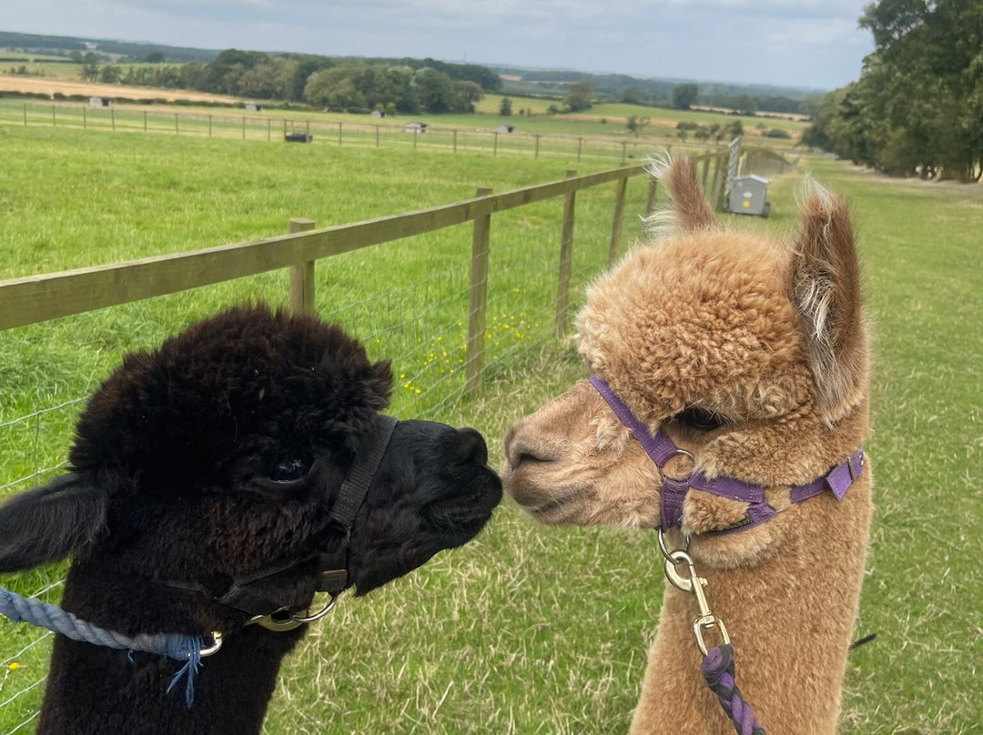 Barnacre Alpacas景点图片