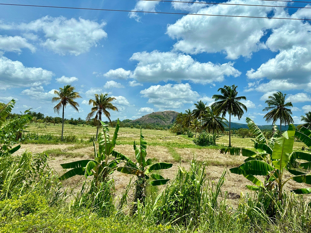 Avukana Buddha Statue-Kekirawa必去景点