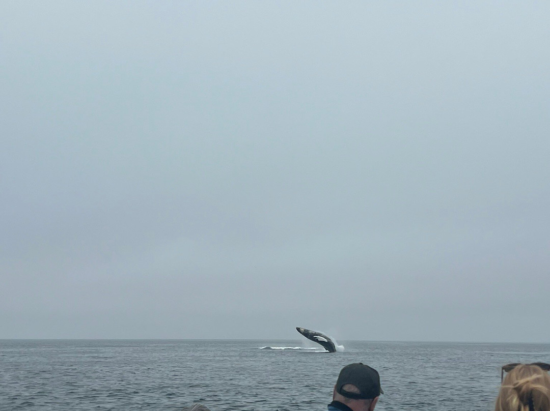 Adventure Bay Whale Watch Co.景点图片