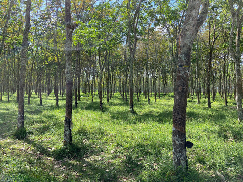 Kalibendo Eco Tourism-巴纽旺宣必去景点