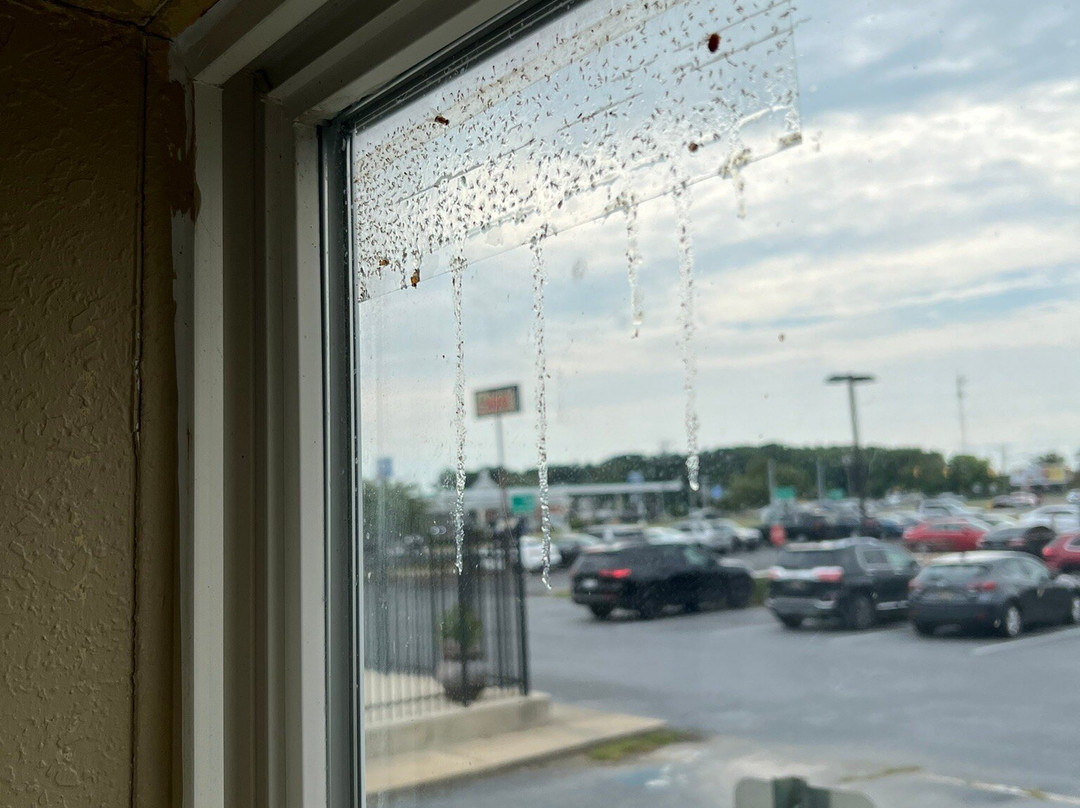 Quality Inn & Suites Georgetown - Seaford主图