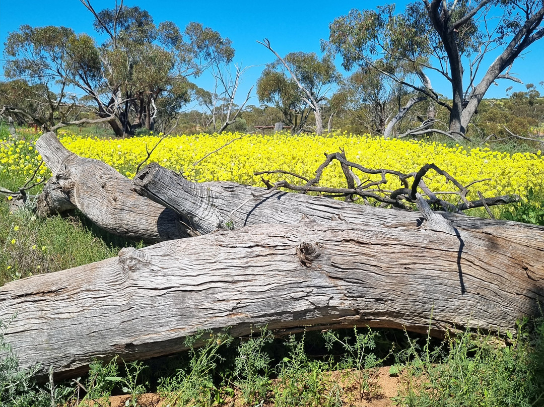 Coalseam Conservation Park-Mingenew必去景点