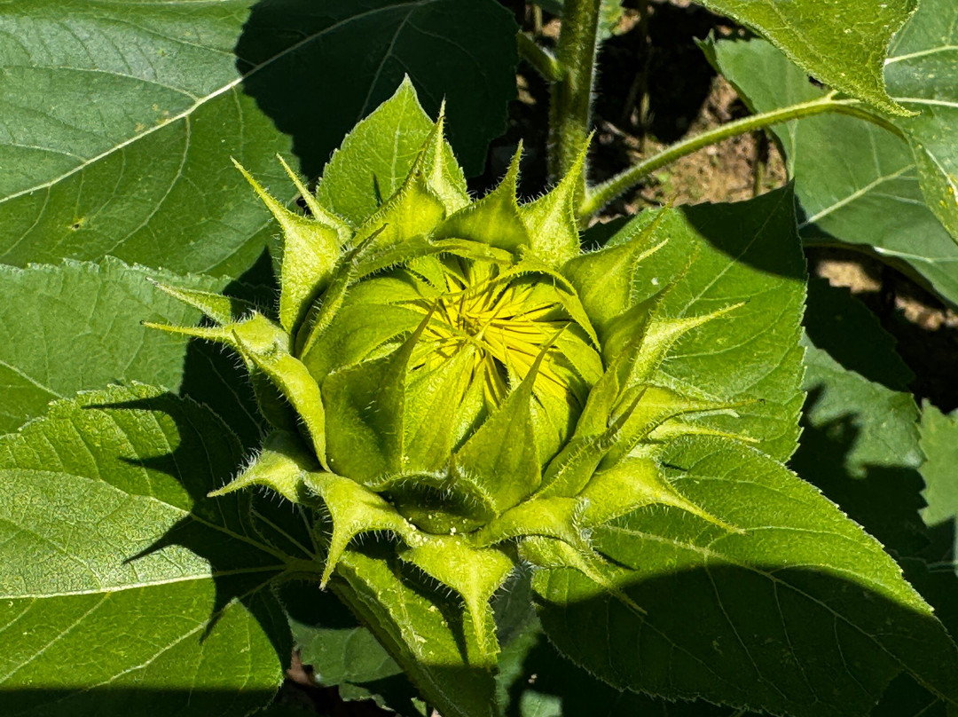Sussex County Sunflower Maze景点图片