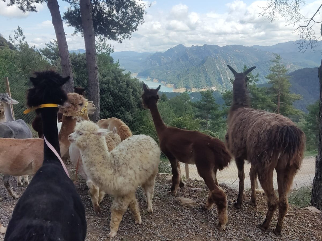 Merolla Berguedà景点图片