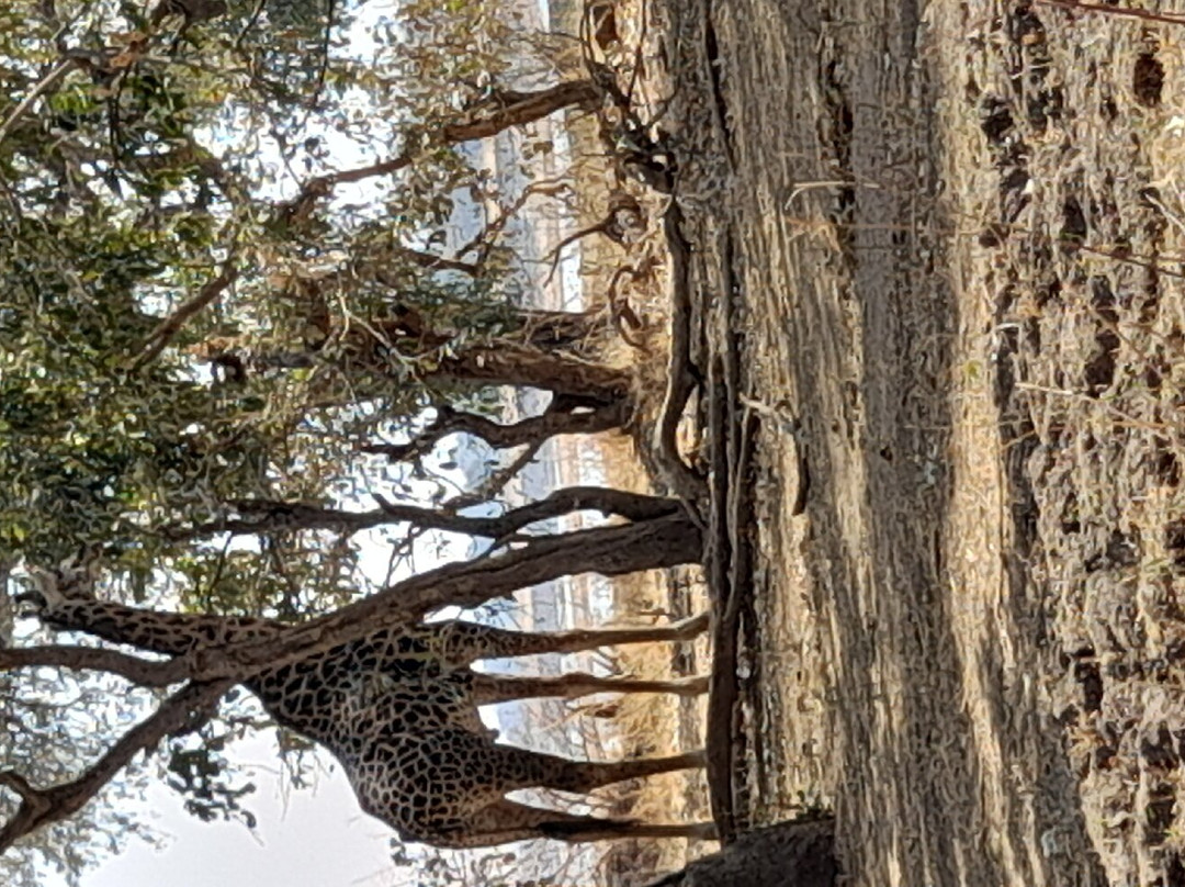 Mophy Budget Safari Tours Lagoon Camp