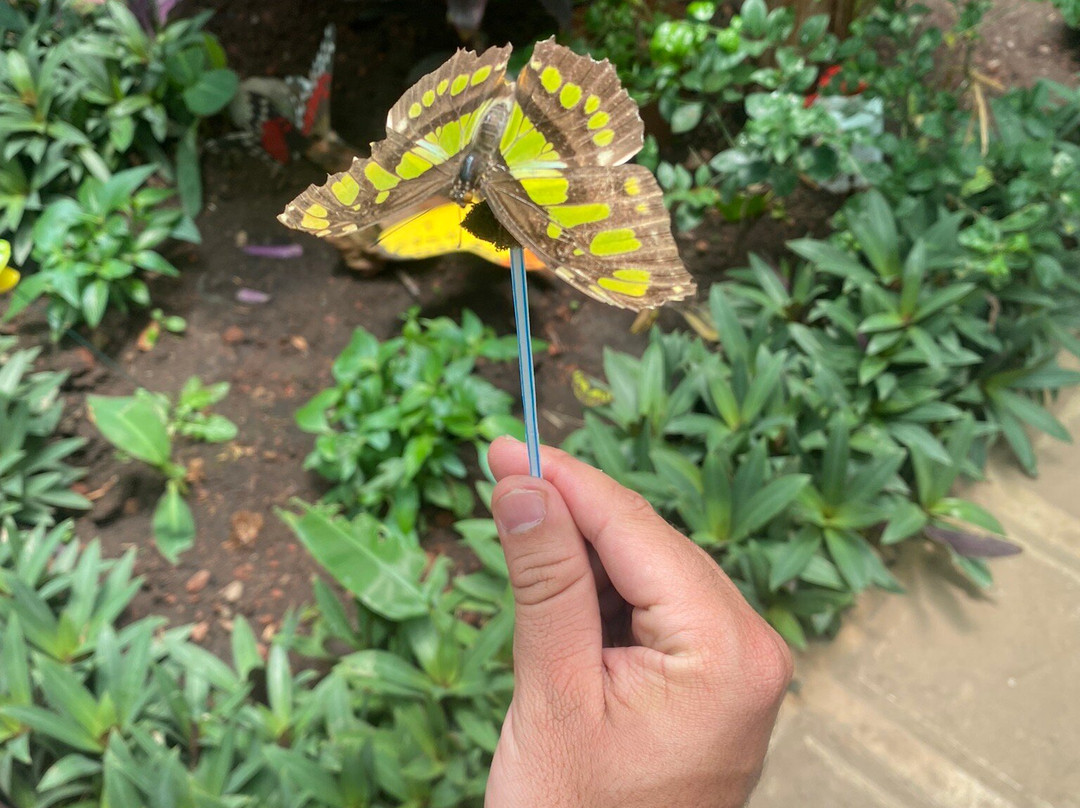 Butterfly Kingdom景点图片