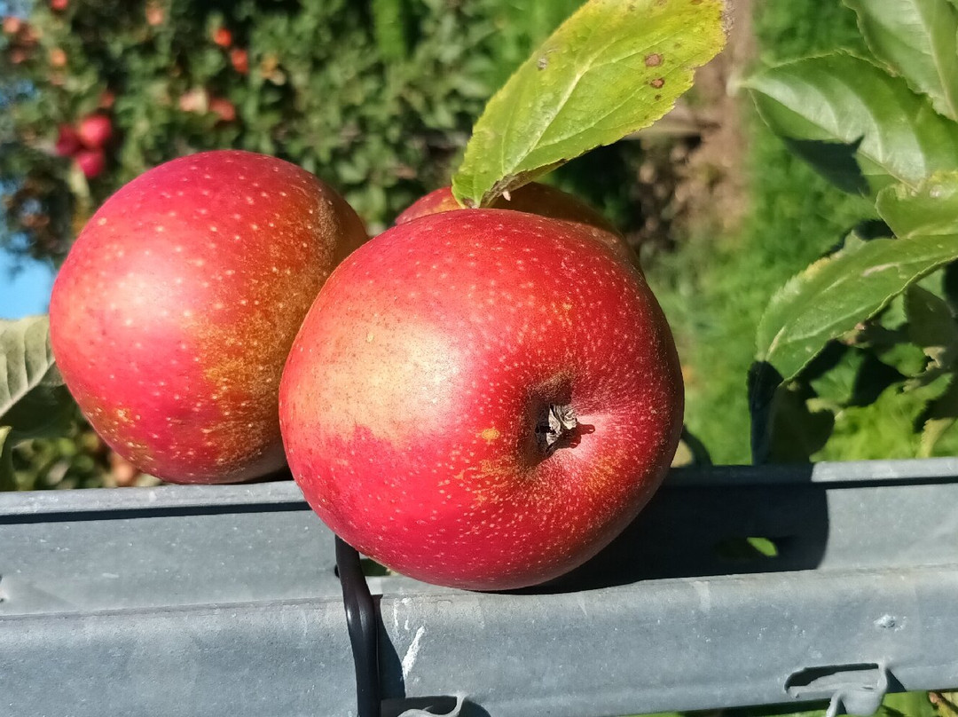 Landhotel Elfenhof主图