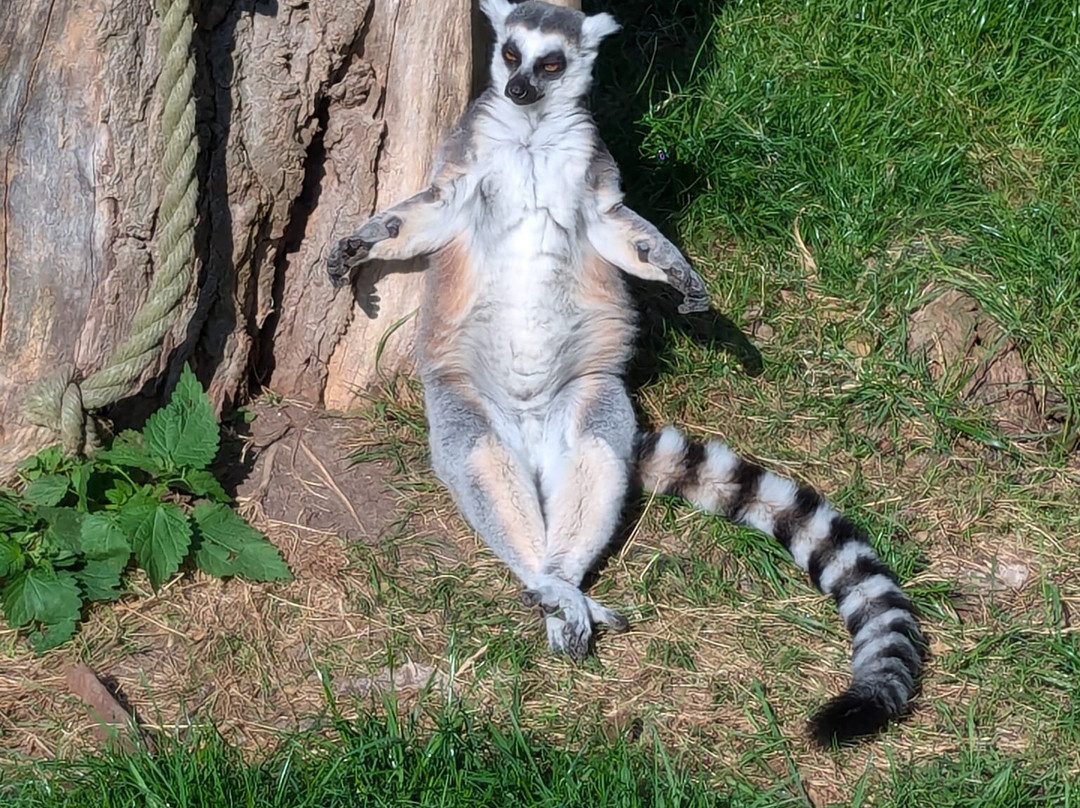 Eindhoven Zoo (voorheen Dierenrijk)景点图片