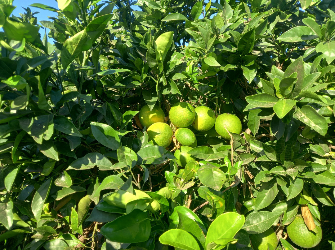 Il Giardino del Sole主图