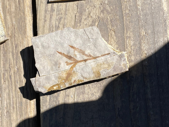 Florissant Fossil Quarry-Florissant必去景点