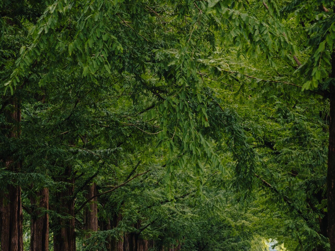 Damyang Metasequoia Road-潭阳郡必去景点