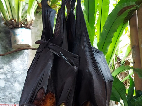 Bali Luwak Coffee主图