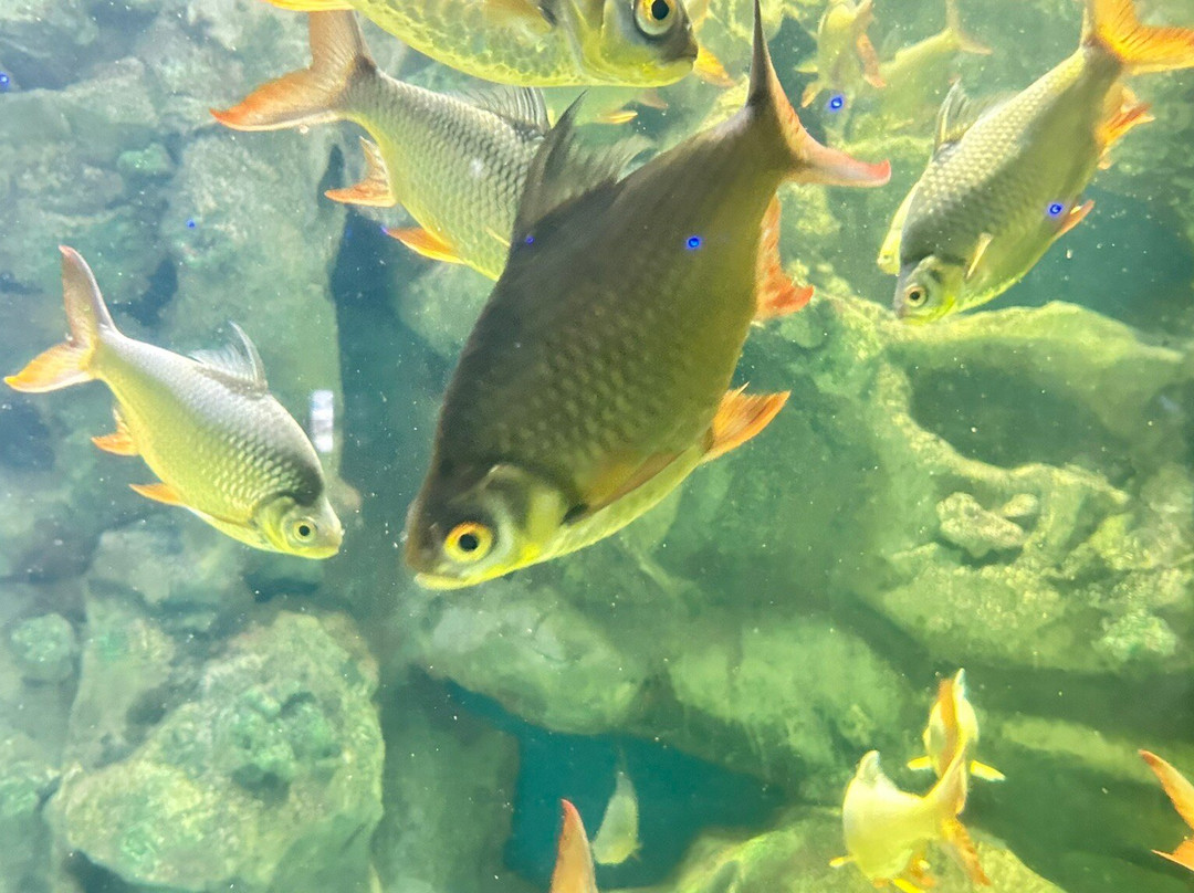 Deniz Dunyasi-安卡拉必去景点