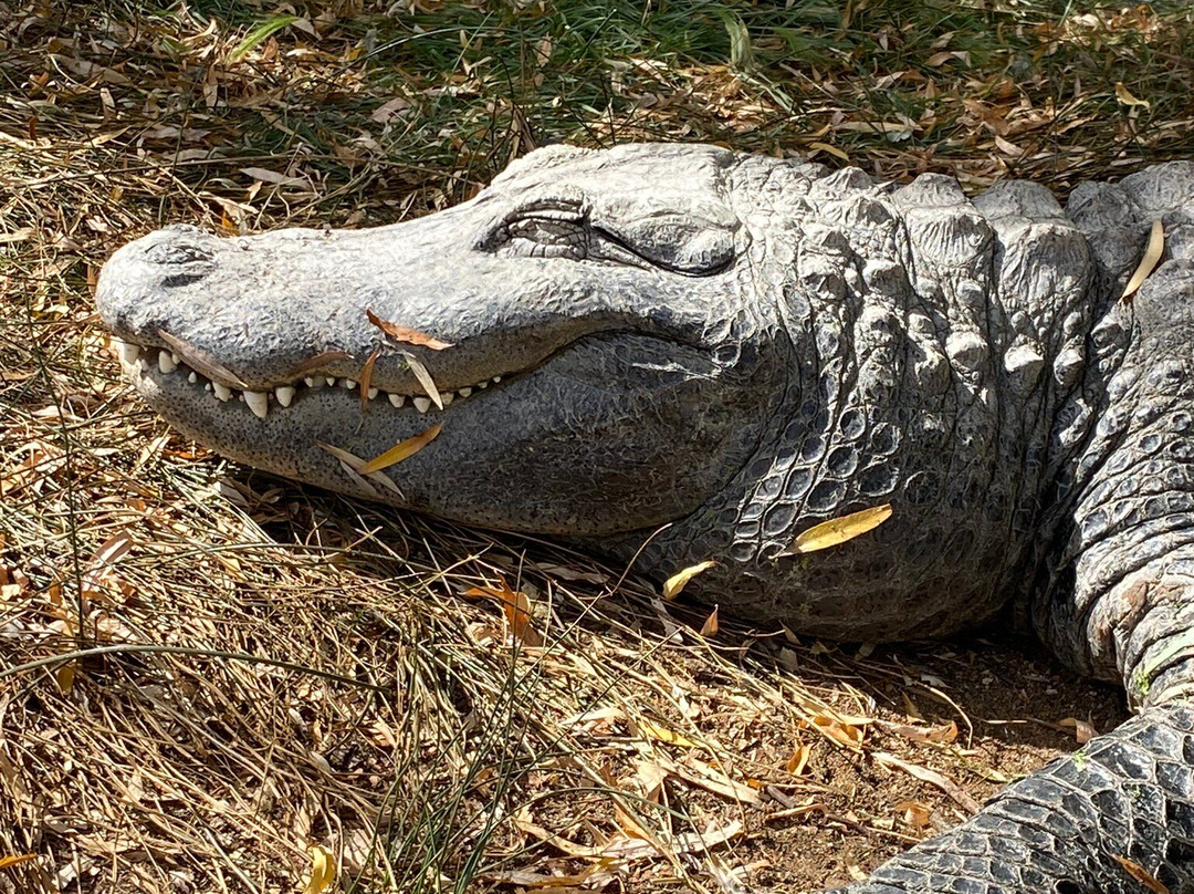 Colorado Gators Reptile Park-Mosca必去景点