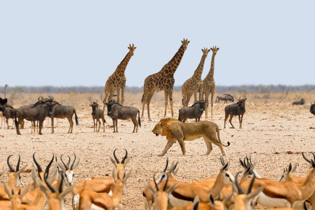 Africabig5safaris, Tours and Adventures景点图片