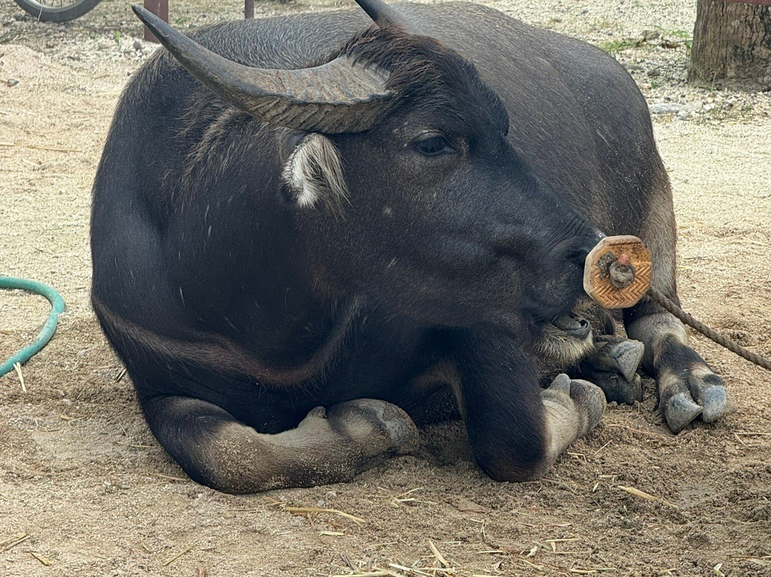 Water Buffalo Carriage Nitta Kanko-竹富町竹富岛必去景点