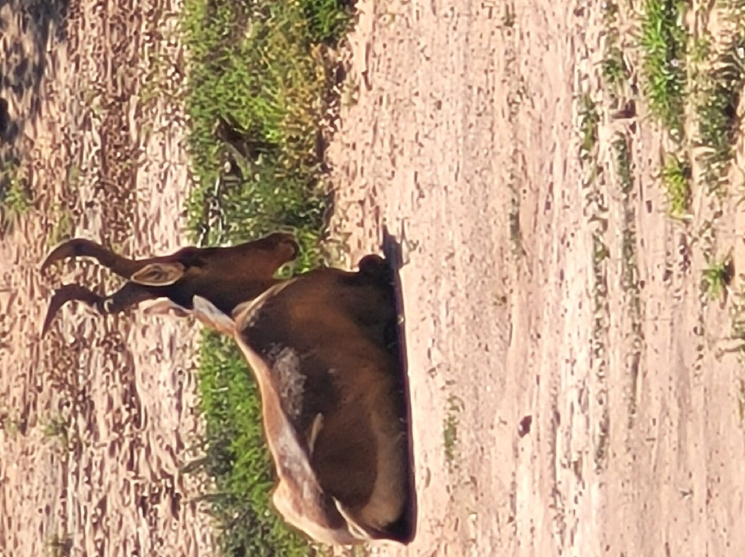 Happy Jackal Guest House主图