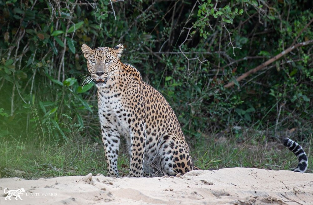 Wilpattu Safaris-Nochchiyagama必去景点