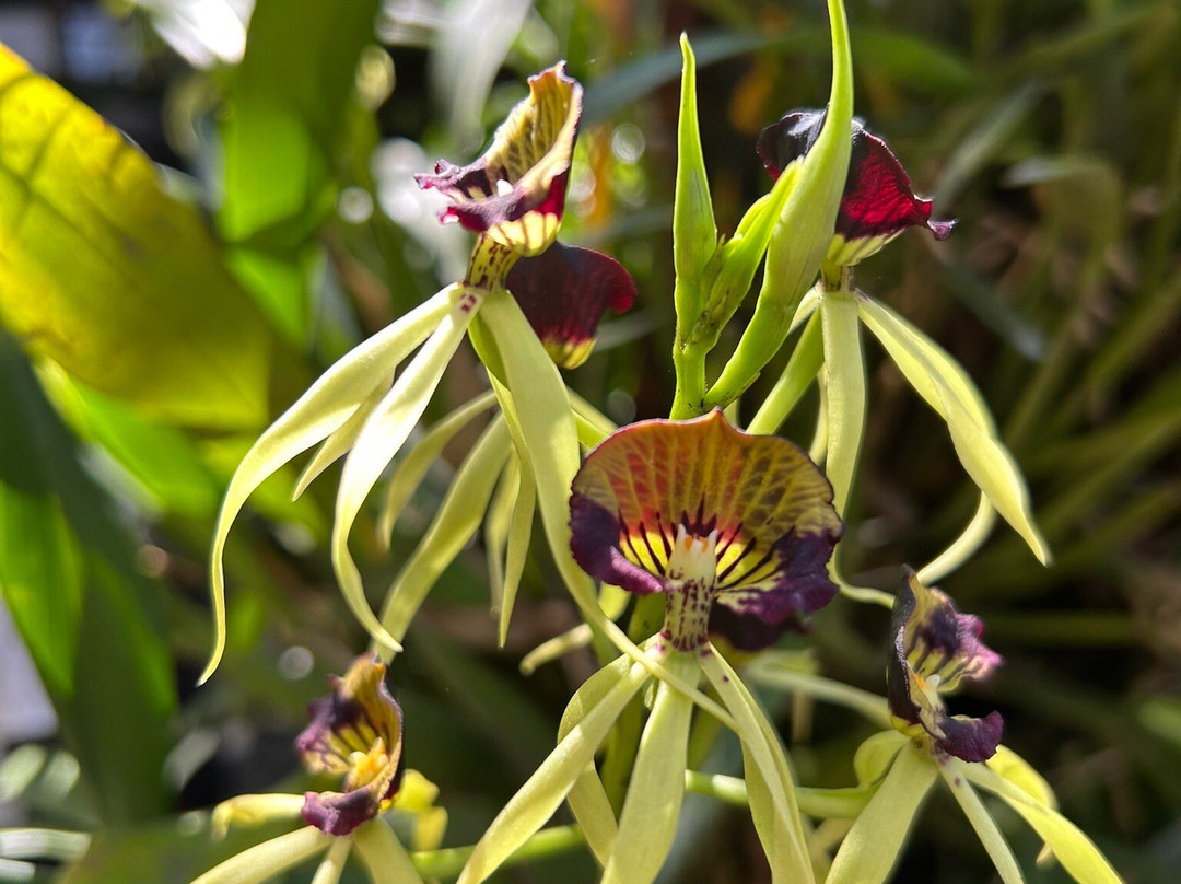 Museo De La Orquídea景点图片